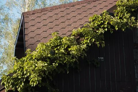 Climbing hydrangea - Hydrangea petiolaris in May Stock Photos