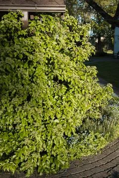 Climbing hydrangea - Hydrangea petiolaris in May Foto stock