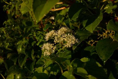 Climbing hydrangea 库存照片