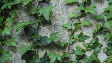 Climbing ivy (close up) Stock Footage 75061300