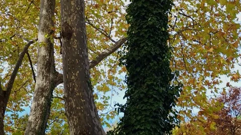Climbing ivy covering the trunk of a large tree. Autumn colors contrasted with Stock Footage 341527796