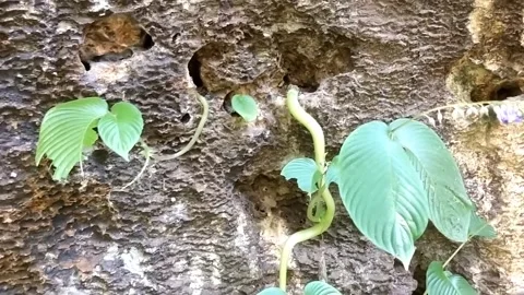 Climbing Ivy on a Mossy Wall Stock Footage 330586684
