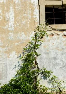 CLimbing ivy Stock Photos