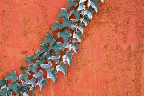 Climbing Ivy Stock Photos