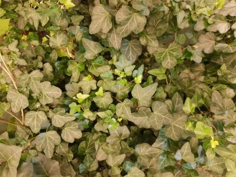 Climbing ivy Stock Photos