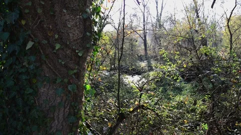 A climbing ivy on the trunk of a big tree Video stock 83912298