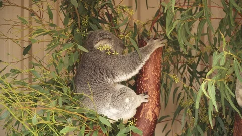 Climbing Koala Australia Stock Footage 113772735