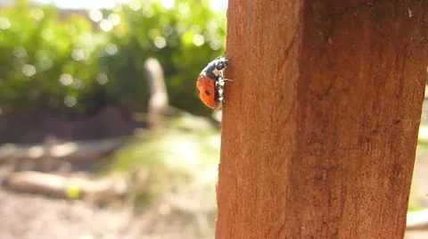 Climbing Lady Bug Close Up Stock Footage 22318809
