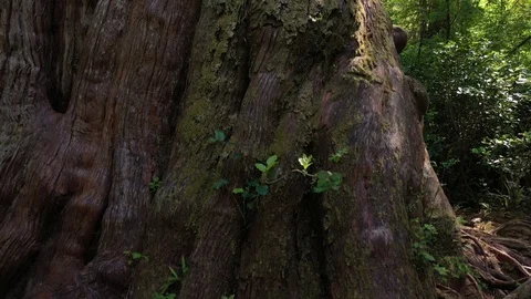 Climbing up a large cedar tree in remote Island off the Coast of BC Stock Footage 124977953