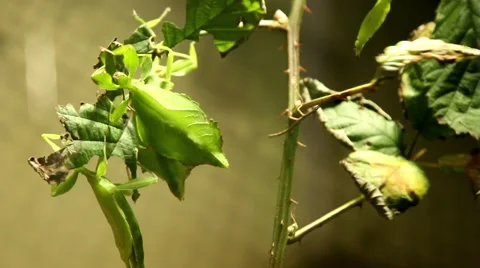Climbing leaf insects Video stock 46553162