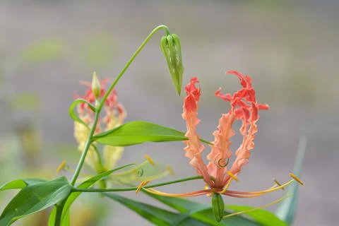 Climbing Lily Stock Photos