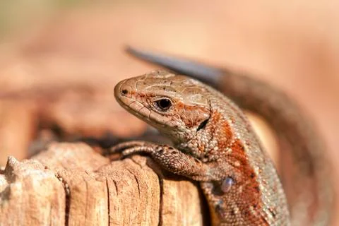 Climbing Lizard 库存照片