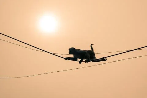 Climbing Monkey Stock Photos