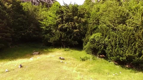 Climbing The Mountain Brushing The Trees Stock Footage 135419224