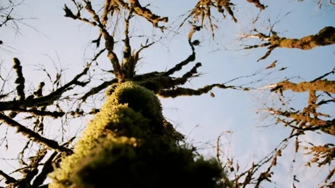 Climbing up movement on natural tree trunk Stock Footage 145842069