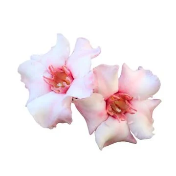 Climbing oleander flowers Stock Photos