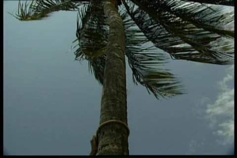 Climbing a palm 動画素材 67826