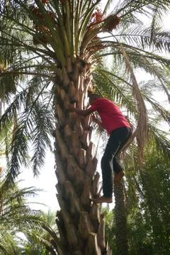 Climbing the palm Stock Photos