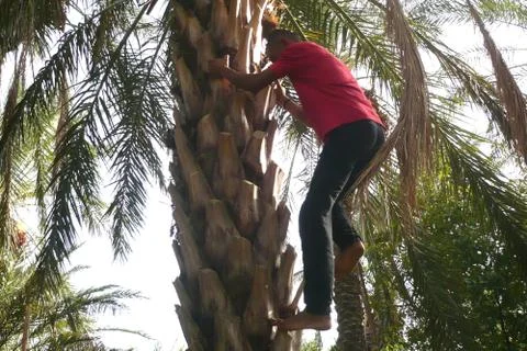 Climbing the palm Stock Photos
