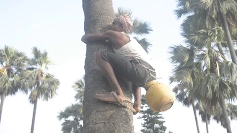 Climbing on Palm Tree 스톡 동영상 91885397