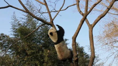 Climbing Panda on a Tree Stock Footage 120650612