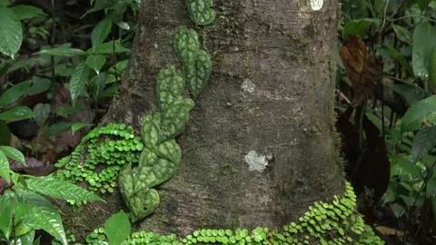 Climbing pepper, Malaysia Stock Footage 159635535