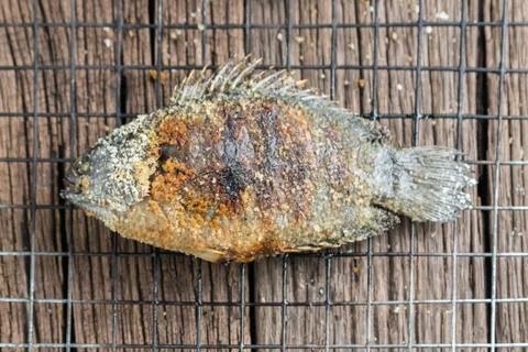 Climbing perch Stock Photos