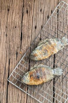 Climbing perch Stock Photos