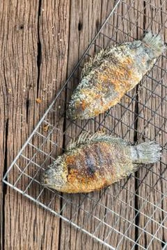 Climbing perch Stock Photos