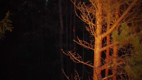 Climbing the pine tree Video stock 321655902