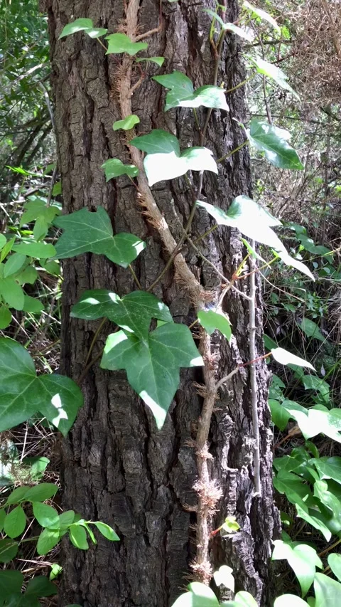 Climbing plant climbing up the bark of a pine tree Stock-Footage 316594694