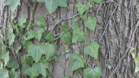 Climbing plant dolly Stock-Footage 112003052