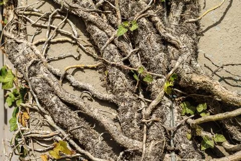 Climbing plant Stock Photos