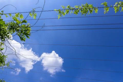 Climbing plants on cables Stock Photos