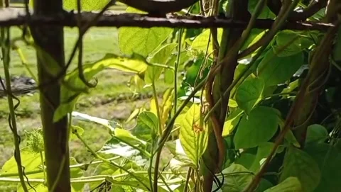 Climbing plants grow on support stems Stock Footage 323787405