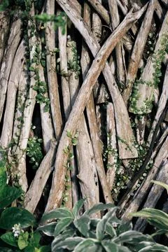 Climbing Plants Growing Across Rustic Wooden Fence in Ubud Stock Photos