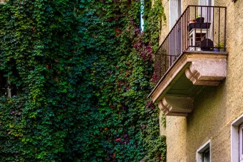 Climbing plants Stock Photos