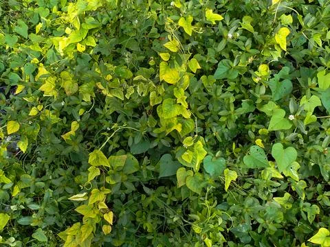 Climbing plants Stock-Fotos