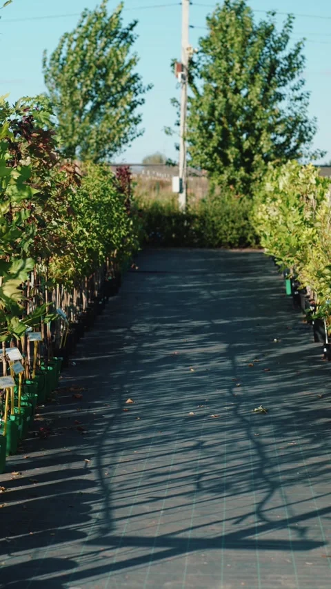 Climbing plants in pots supported by trellis in garden nursery Video stock 317078749