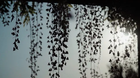 Climbing plants in tle light breeze Video stock 128092568