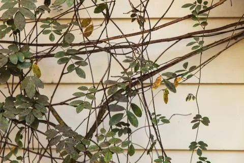 Climbing plants on the wall Stock Photos