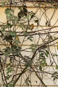 Climbing plants on the wall Stock Photos