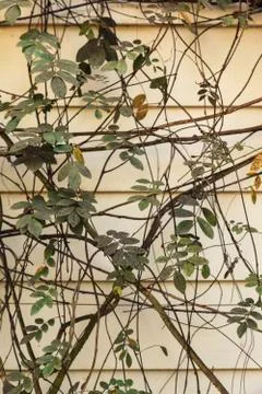 Climbing plants on the wall Stock Photos
