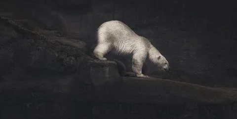 Climbing polar bear Stock Photos