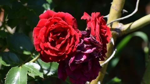 Climbing red rose with three large flowers on a branch close up. Stock Footage 111287820