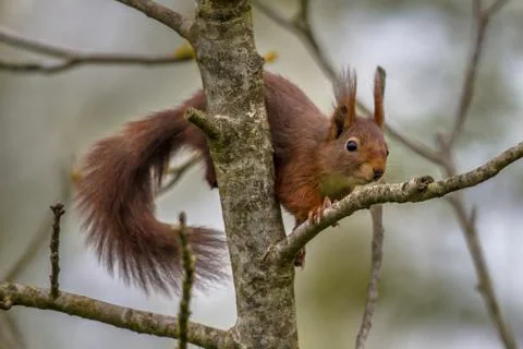 Climbing red squirrel in tree Foto stock