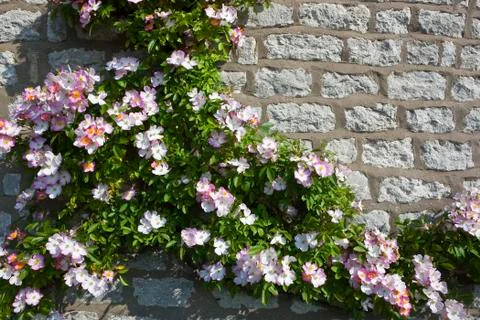 Climbing rose background Stock Photos