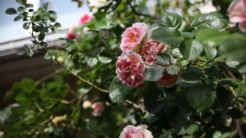 Climbing rose in the backyard garden Video stock 278265105