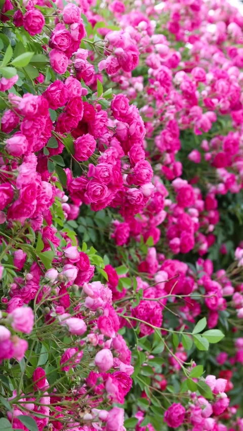 Climbing Rose 库存影片 344618777