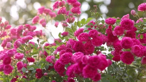 Climbing Rose Stock-Footage 344619173